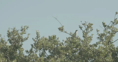 Bird in Tree and Flies Away Video stock 134286267