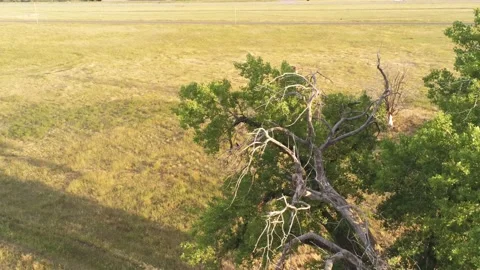 Bird on tree and sunset - Drone camera moves down and left Video stock 134814030