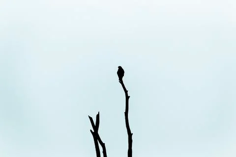 Bird in Tree Blue Background Stock Photos