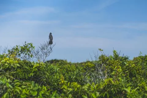 A bird at the tree branch with blue and cloudy sky as the background Stock Photos