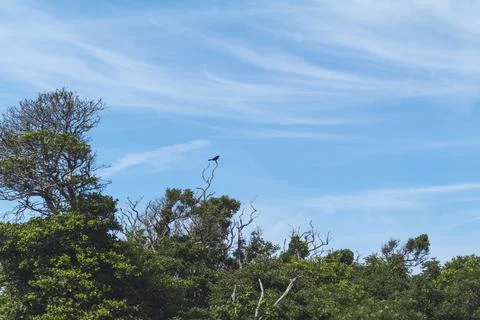 A bird at the tree branch with blue and cloudy sky as the background Stock Photos
