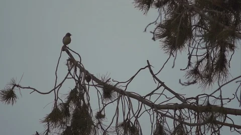 Bird on a tree branch Stock Footage 106788873