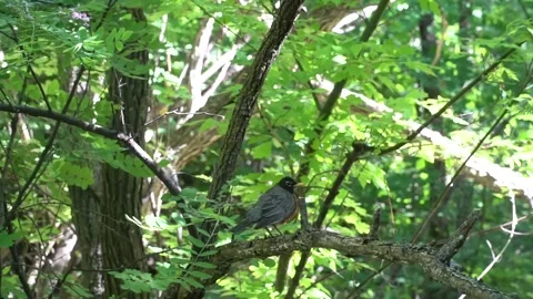Bird on Tree Branch Video stock 132228614