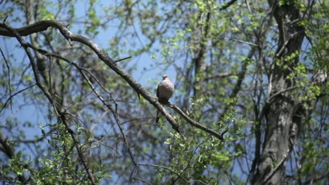 Bird on tree branch Stock Footage 254197582