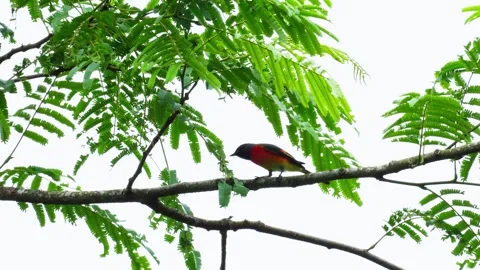 Bird on a tree branch Video stock 270049306