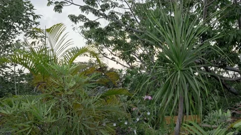 Bird on a tree branch in the middle of the jungle of the Mexican Caribbean Stock Footage 162847503