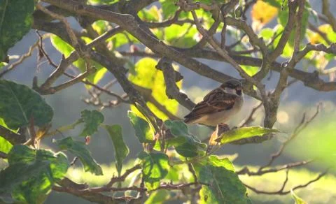 Bird on a tree branch Stock Photos