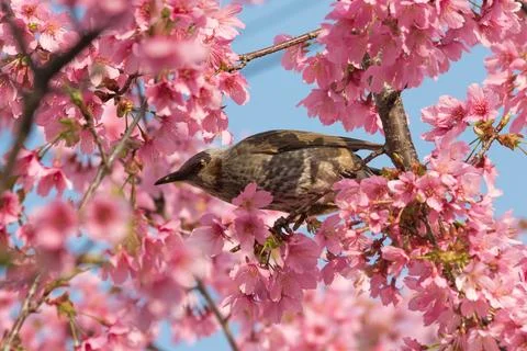 Bird on the tree branch Stock Photos