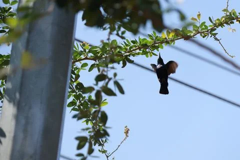 Bird on a tree branch Stock Photos