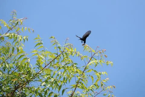 Bird on a tree branch Stock Photos