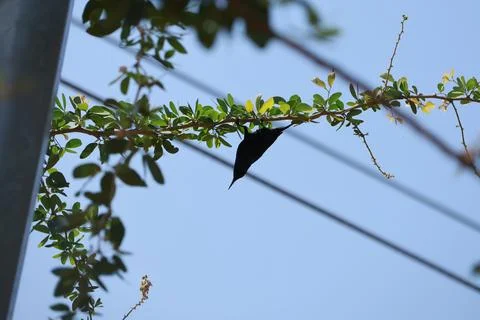 Bird on a tree branch Stock Photos