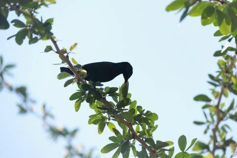 Bird on a tree branch Stock Photos