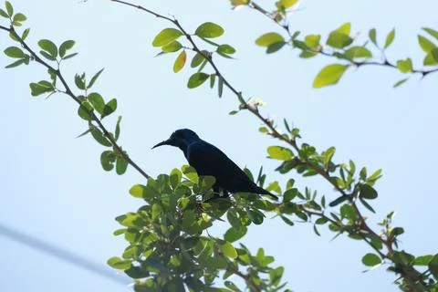 Bird on a tree branch Stock Photos