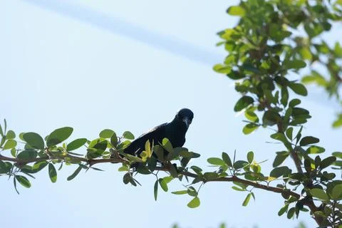 Bird on a tree branch Stock Photos