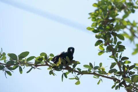Bird on a tree branch Stock Photos