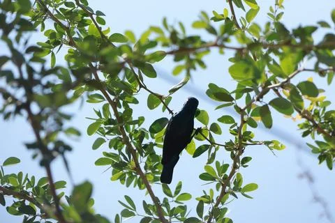 Bird on a tree branch Stock Photos