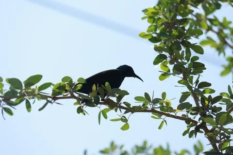 Bird on a tree branch Stock Photos