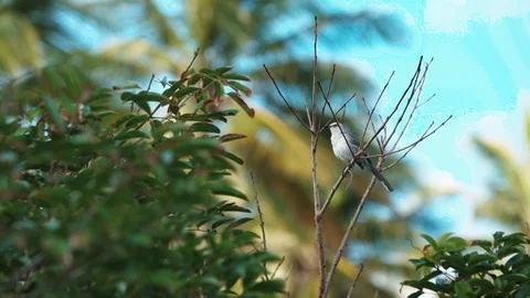 Bird on a tree branch in slow motion Stock Footage 128094375