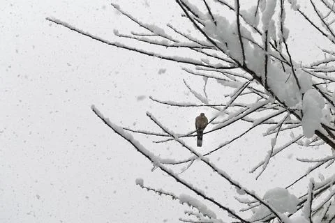Bird on tree branches during snow storm Stock Photos