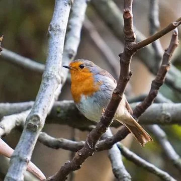 The  bird on the tree branches in the nature Stock Photos