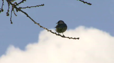 Bird in tree with clouds rolling by 库存影片 650157
