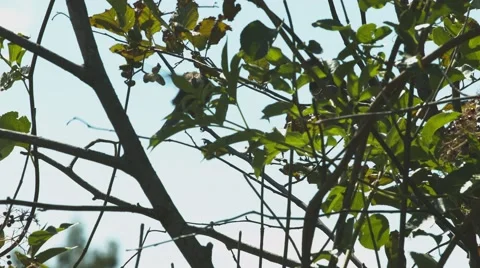 Bird in a Tree at a Duck Pond Stock Footage 40974194