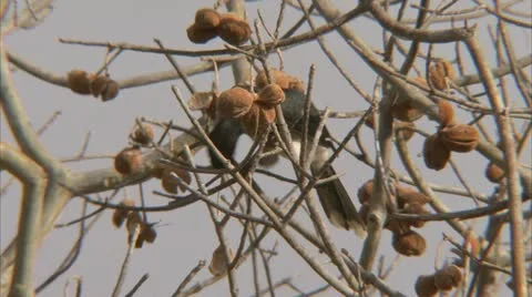 Bird in tree, eating fruit. Niassa Reserve, Mozambique. Stock Footage 23778317
