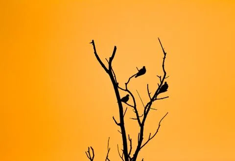 Bird on the tree of the evening. Stock Photos