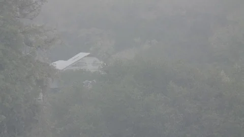 Bird in Tree Flying Away - Log 스톡 동영상 85075653