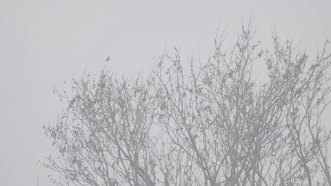 Bird in Tree Flying Away - Log 스톡 동영상 85076754