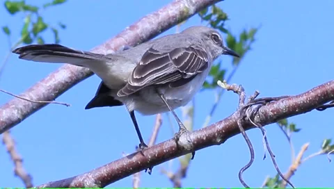 Bird in tree Stock Footage 1107355