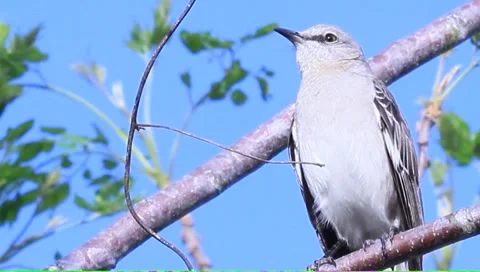 Bird in tree Stock Footage 1107364