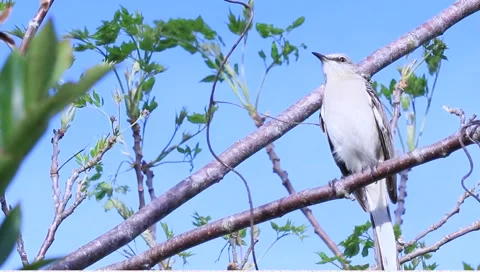 Bird in tree Stock Footage 1123541