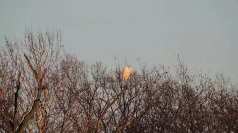 Bird on tree Stock-Footage 7734380