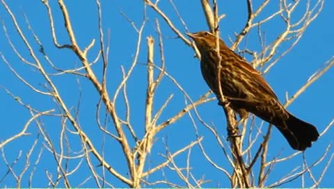 Bird in a tree Stock Footage 8913789