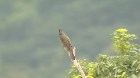 Bird on a tree Stock Footage 11130470