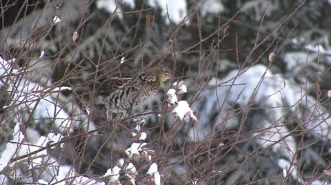 Bird in tree Stock Footage 12766487