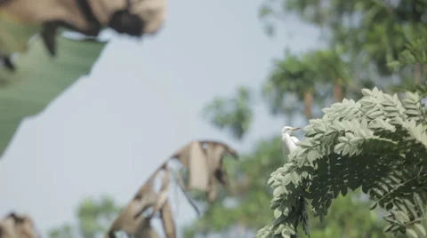 Bird on the tree Vidéo 41133699
