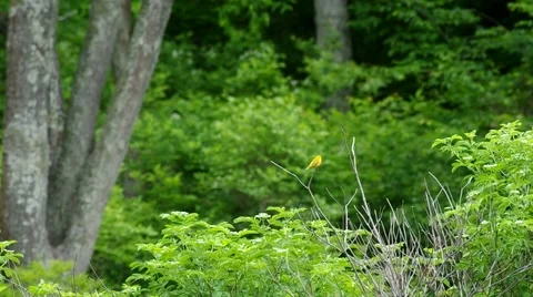 Bird on the tree Video stock 51210997