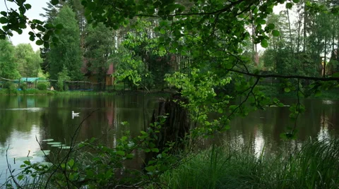 Bird on a Tree Video stock 64756788