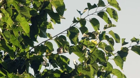 Bird on Tree Video stock 83294304