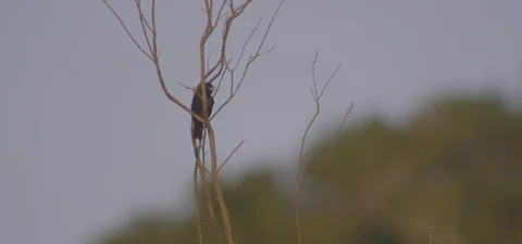 Bird on the tree Stock Footage 85861122