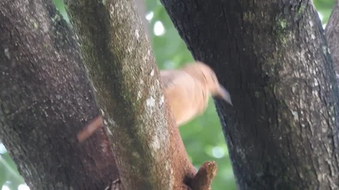 Bird on the tree Video stock 86900350