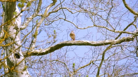 Bird on the tree Stock Footage 89932707