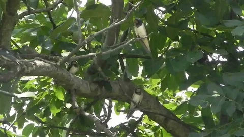 Bird on a tree Stockbeeldmateriaal 98991130