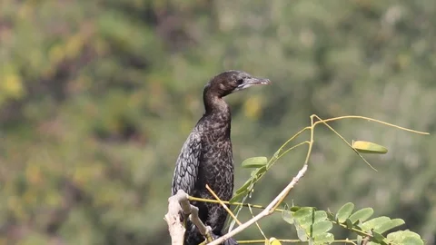 Bird On the Tree Stock Footage 103538521
