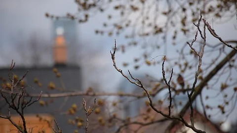 Bird in tree Stock Footage 128617575