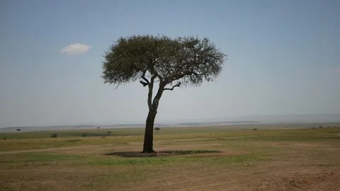 Bird in tree Stock Footage 141809715