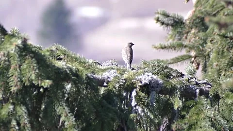Bird on the tree Video stock 153754921
