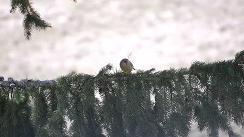 Bird on the tree Video stock 153755673